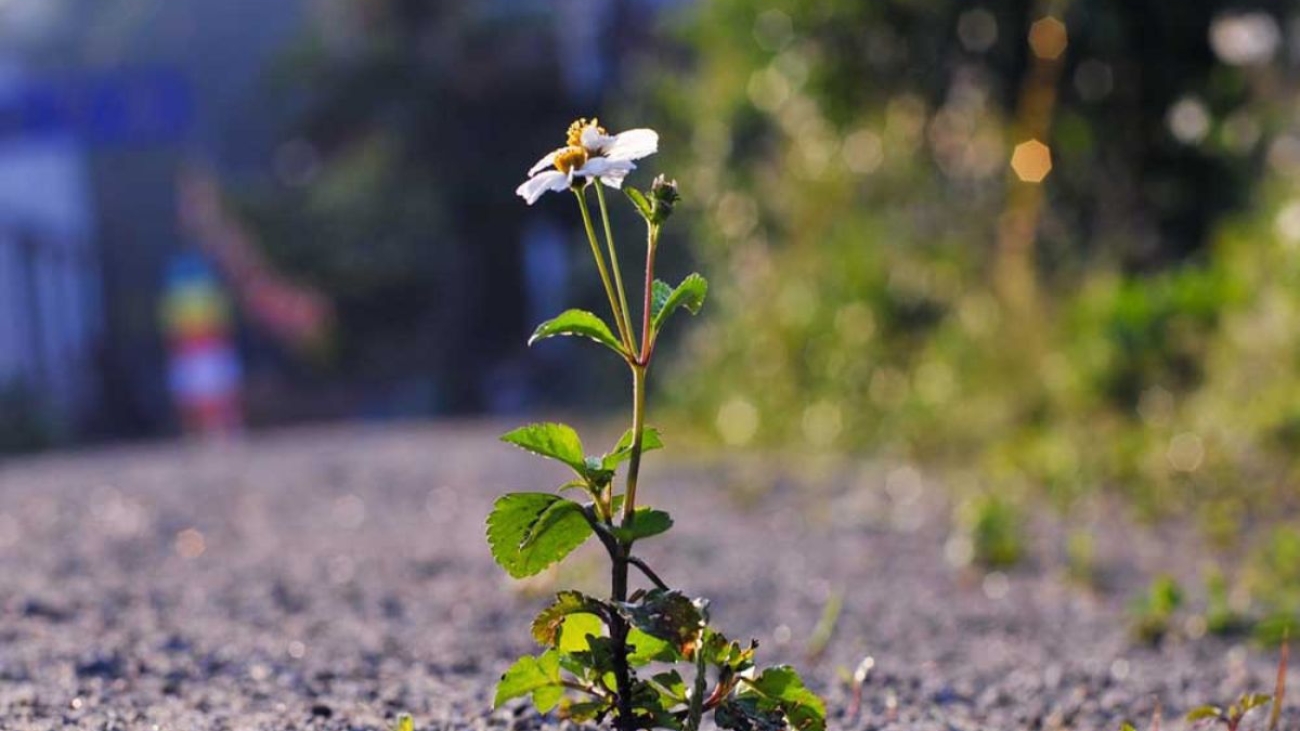 (Wanderlust Tips) Famous wildflower viewing routes in Vietnam