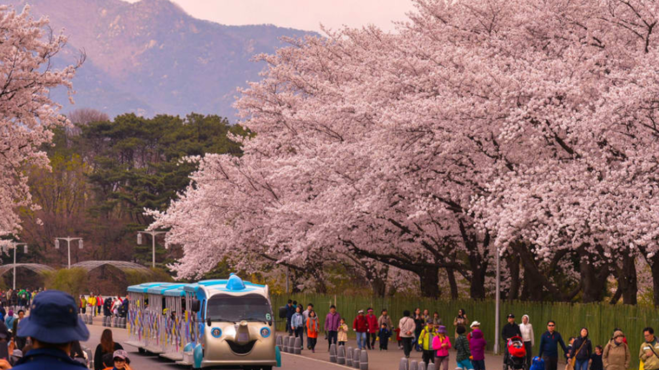 Wanderlust Tips - [Yeouido Spring Flower Festival The largest flower festival in South Korea]