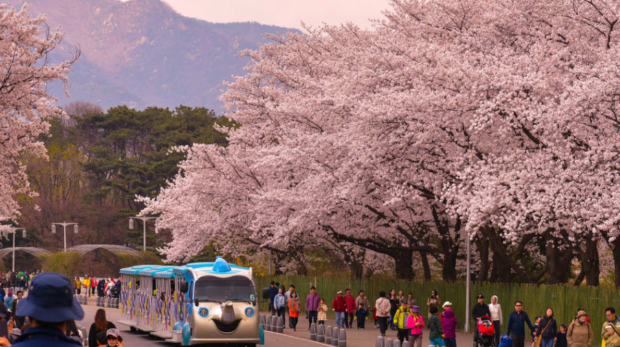 Wanderlust Tips - [Yeouido Spring Flower Festival The largest flower festival in South Korea]