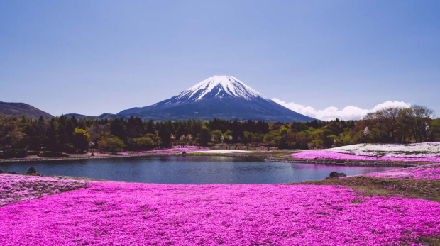 1 Wanderlust Tips - [A Sea Of Pink Blossoms Unveiling The Enchanting Fuji Shibazakura Festival]