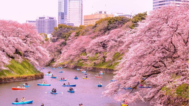 (Wanderlust Tips) Unveiling the Magic A Journey Through Japan's 2024 Cherry Blossom Season - Tokyo Localized