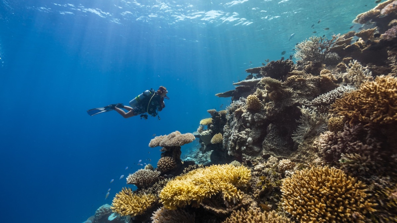 Maldives’ Great Secret Where Nature is a Treasure and the Coral is the Star