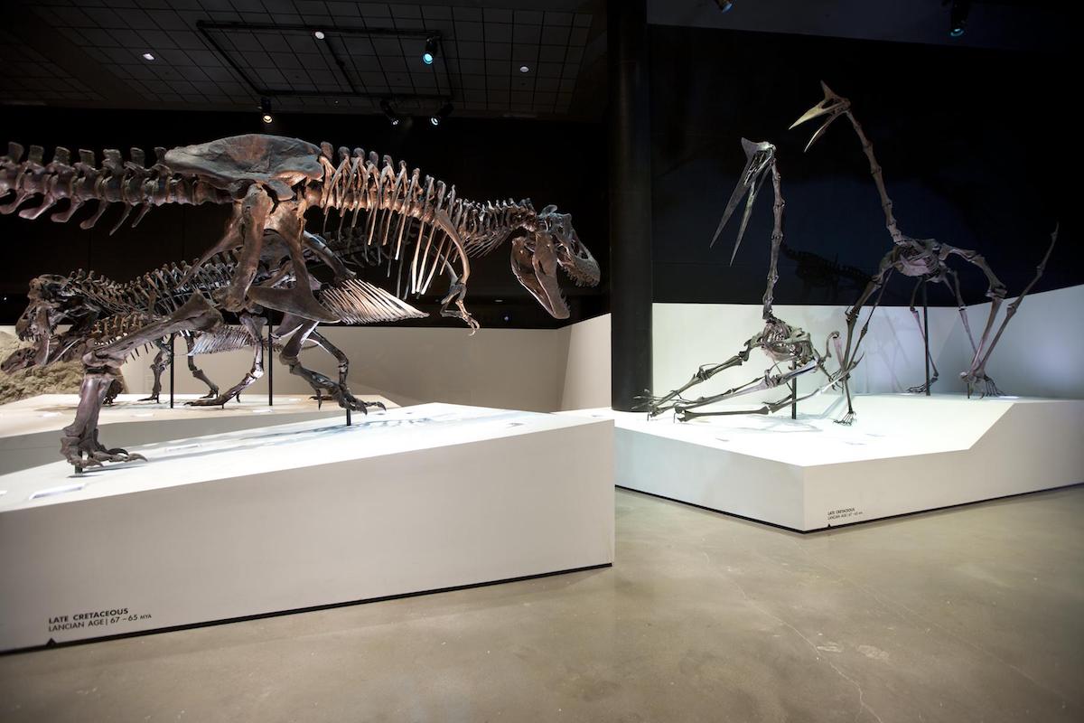 Houston-A-Diverse-and-Inclusive-City-Of-Texas